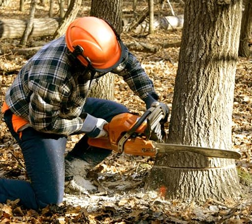 Tree Removal in La Honda, CA
